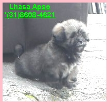 Lhasa Apso Alto Nivel feminha miniatura  *(31)8608-4621
