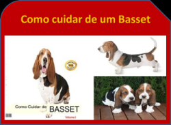 Basset Hound - Cuide bem do seu cão